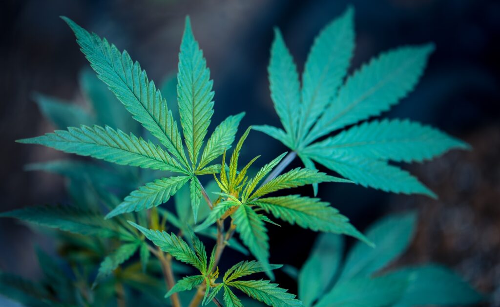 How to get a Medical Marijuana Card in New York?