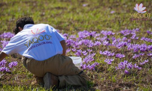 This Phoenix-Based Saffron Business is Helping End Child Labor in Afghanistan