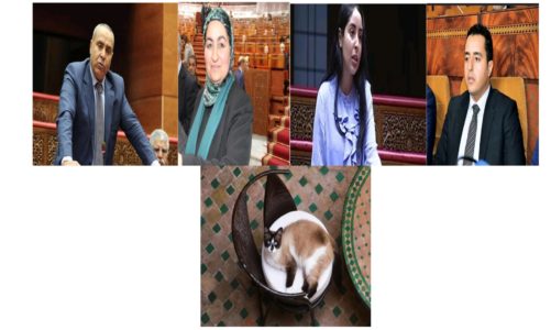 A whole family (and their cat) in the Moroccan Parliament