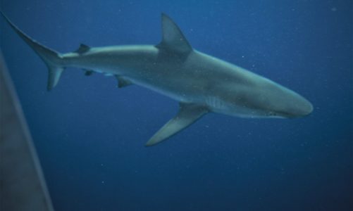 How you can go shark cage diving off Oahu’s North Shore