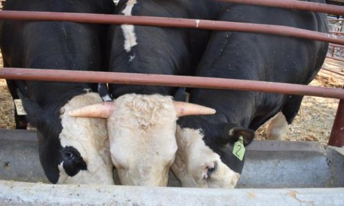 UC Davis used gene editing to create horn-free cows. Now they’re dead