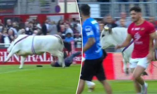 Bull rampages on field before Super League rugby game