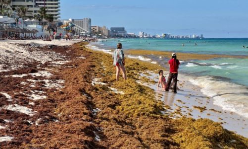 Florida-bound seaweed blob contains flesh-eating bacteria, study shows