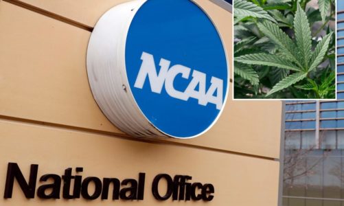 NCAA committee recommends dropping marijuana from banned drug list for athletes