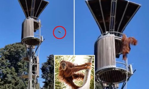 Orangutan launches possum out of enclosure at Perth Zoo